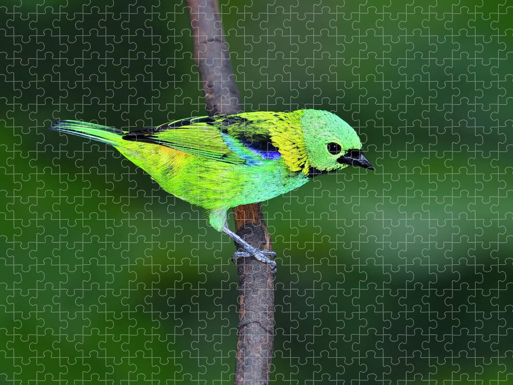 Green-headed Tanager Jigsaw Puzzle featuring the photograph Forest Edge by Tony Beck