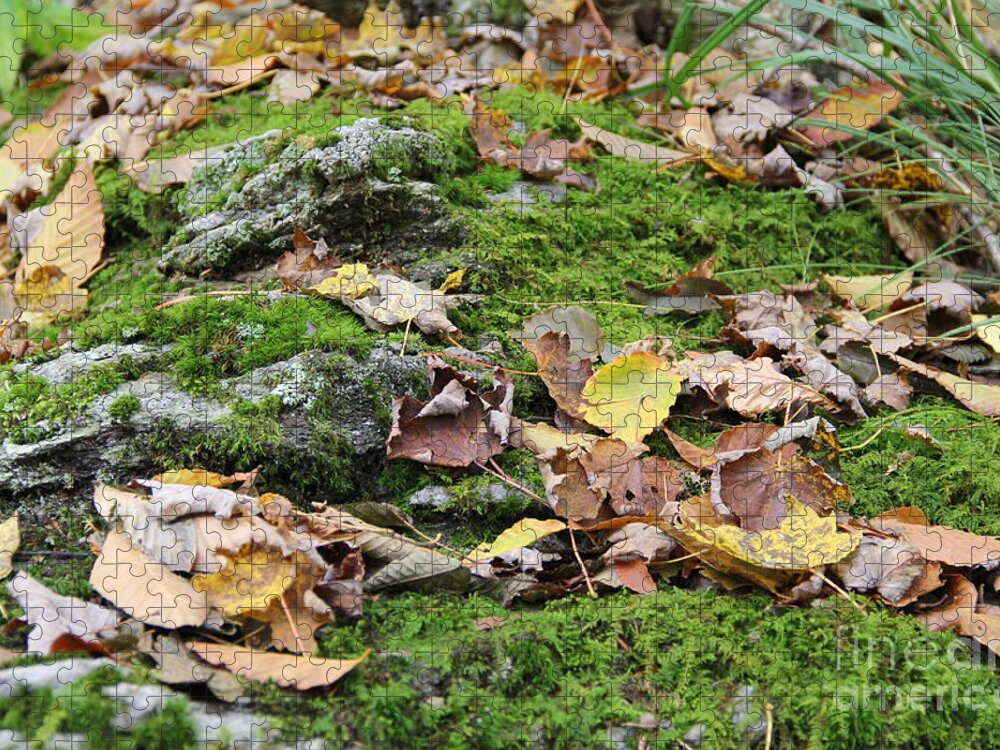 Moss Jigsaw Puzzle featuring the photograph Forest Floor by Allen Nice-Webb