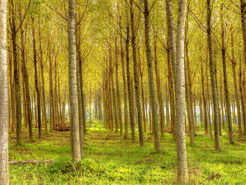 Wostphoto Jigsaw Puzzle featuring the photograph Forest in Autumn by Wolfgang Stocker