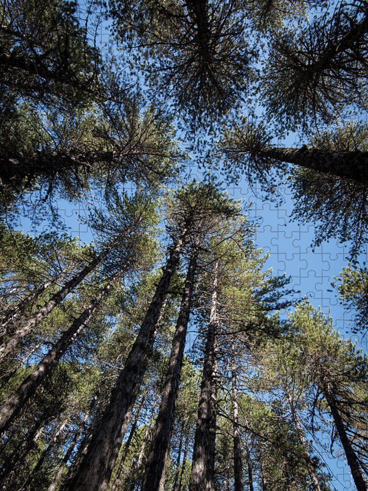 Treetop Jigsaw Puzzle featuring the photograph Forest pine trees treetops by Michalakis Ppalis