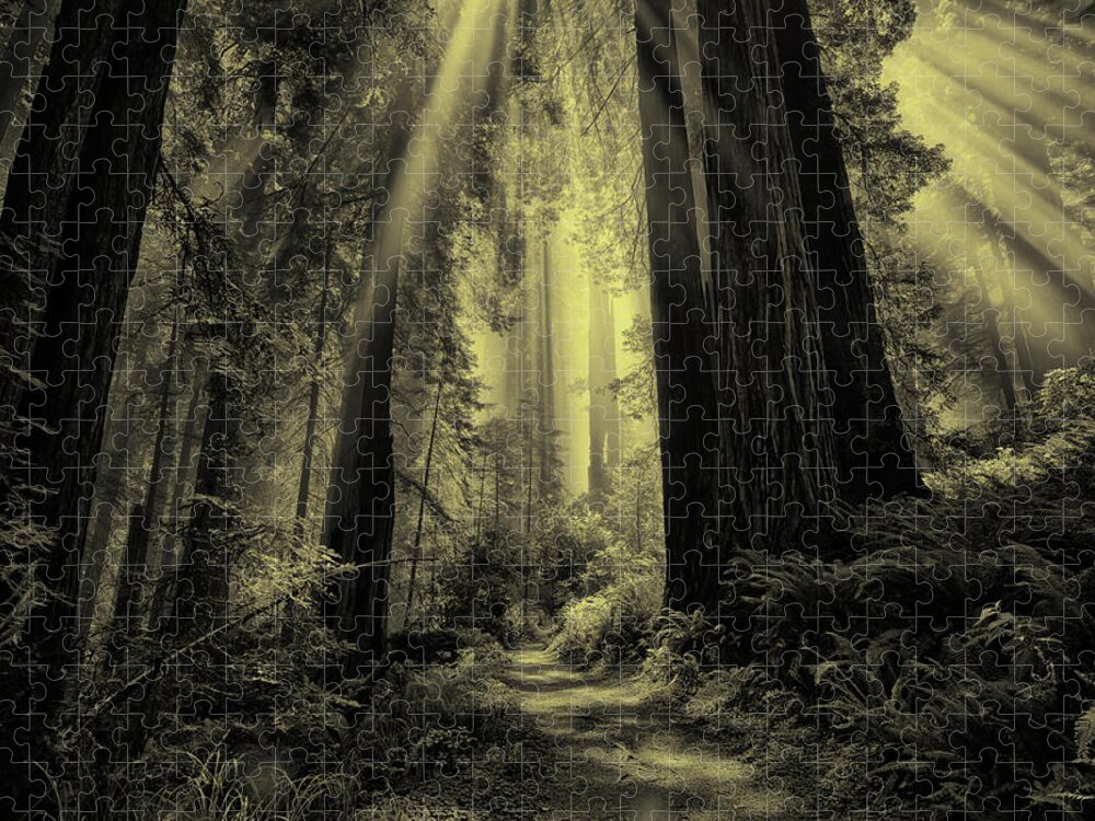 Redwood National Park Jigsaw Puzzle featuring the photograph Forest Sunbeams Black and White by Greg Norrell