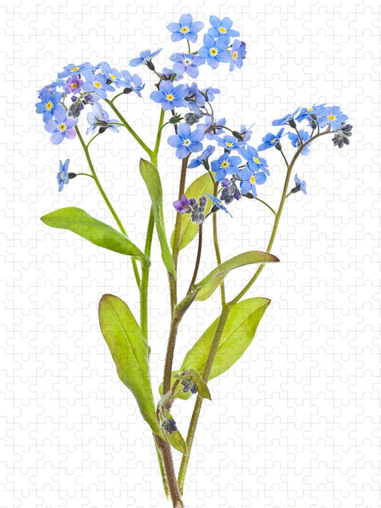 Forget-me-nots Jigsaw Puzzle featuring the photograph Forget-me-not flowers on white by Elena Elisseeva