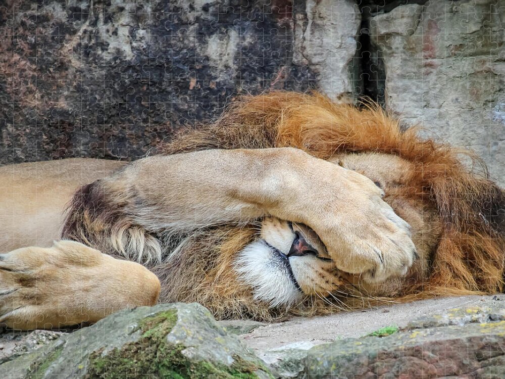 Sleeping lion 1000 Puzzles