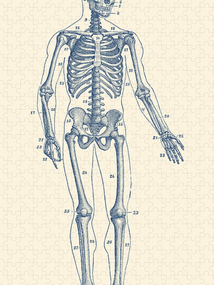 Skeleton Jigsaw Puzzle featuring the drawing Forward Facing Skeletal Diagram - Vintage Anatomy Poster by Vintage Anatomy Prints