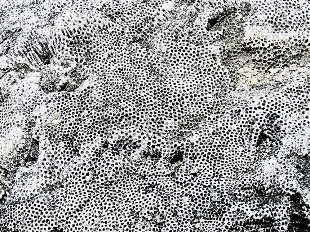 Abstract Jigsaw Puzzle featuring the photograph Fossil Rock Abstract 12 by Bob Slitzan