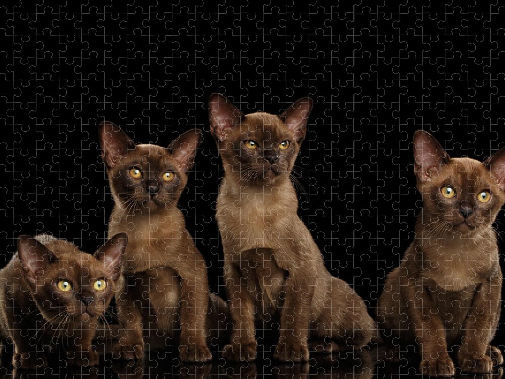 Cat Puzzle featuring the photograph Four Cute Burma Kittens Sitting, Isolated Black Background by Sergey Taran