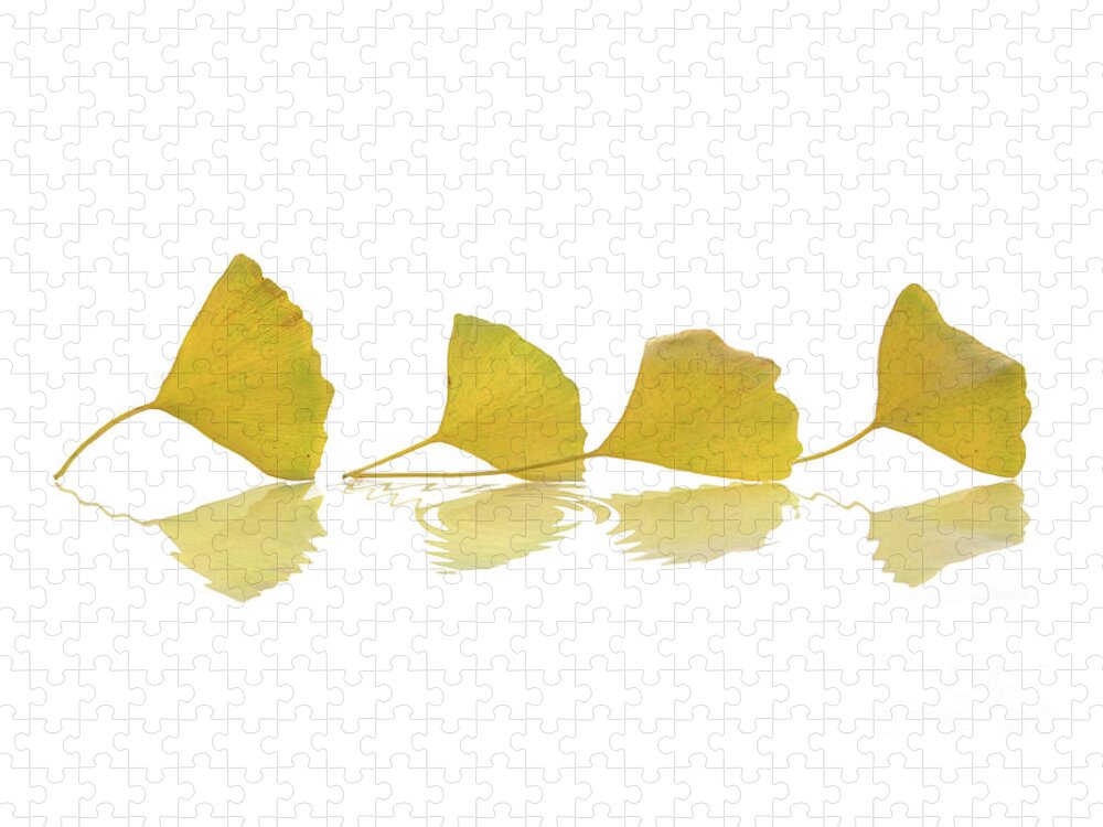 Leaves Jigsaw Puzzle featuring the photograph Four leaves, zen autumn still life by Delphimages Photo Creations