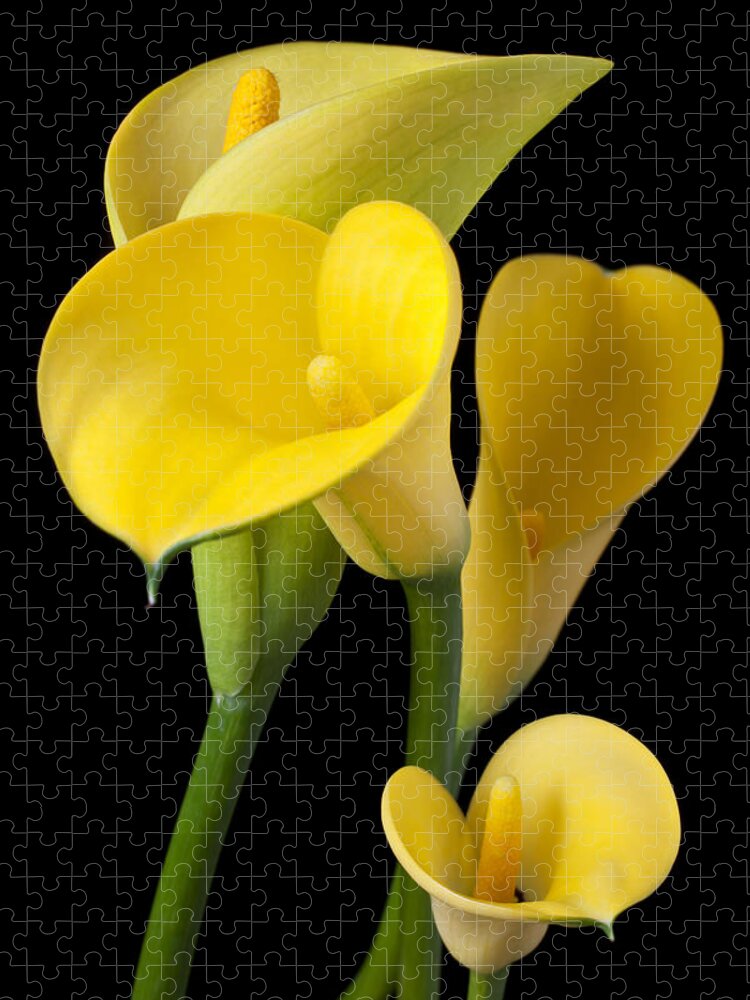 Yellow Jigsaw Puzzle featuring the photograph Four yellow calla lilies by Garry Gay