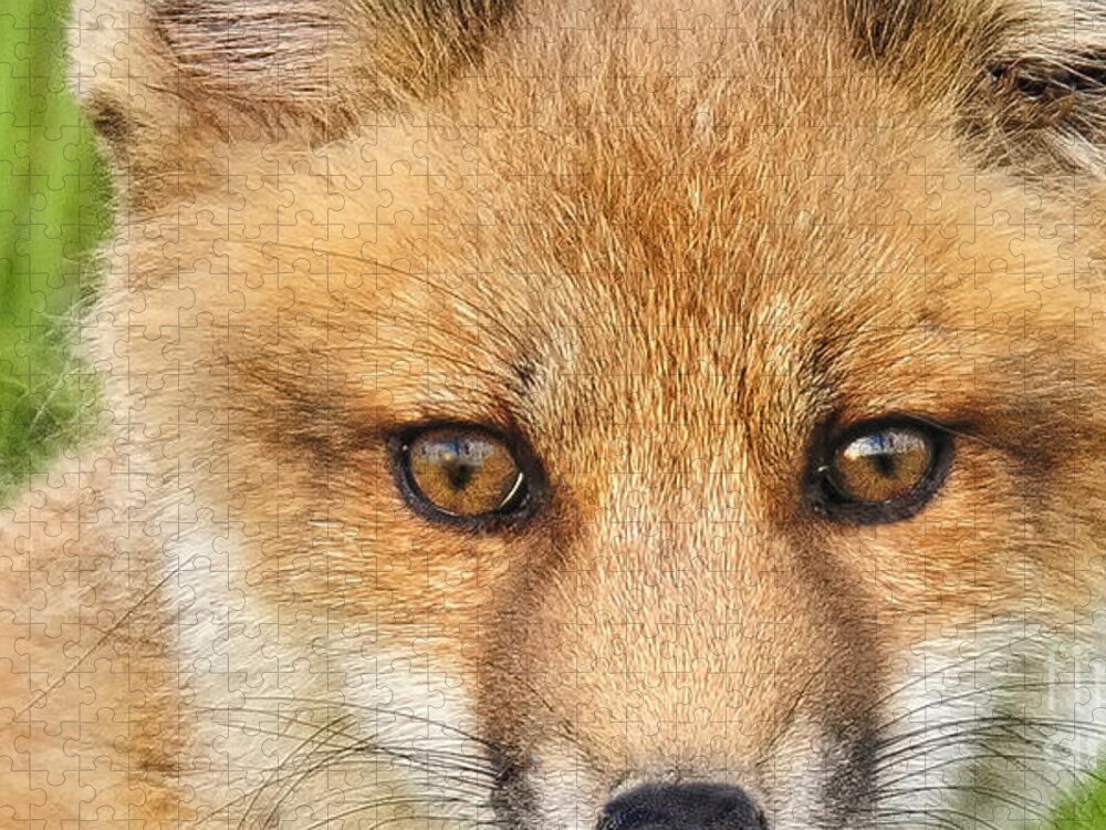 Red Fox Eyes Only Jigsaw by Timothy Flanigan - Pixels
