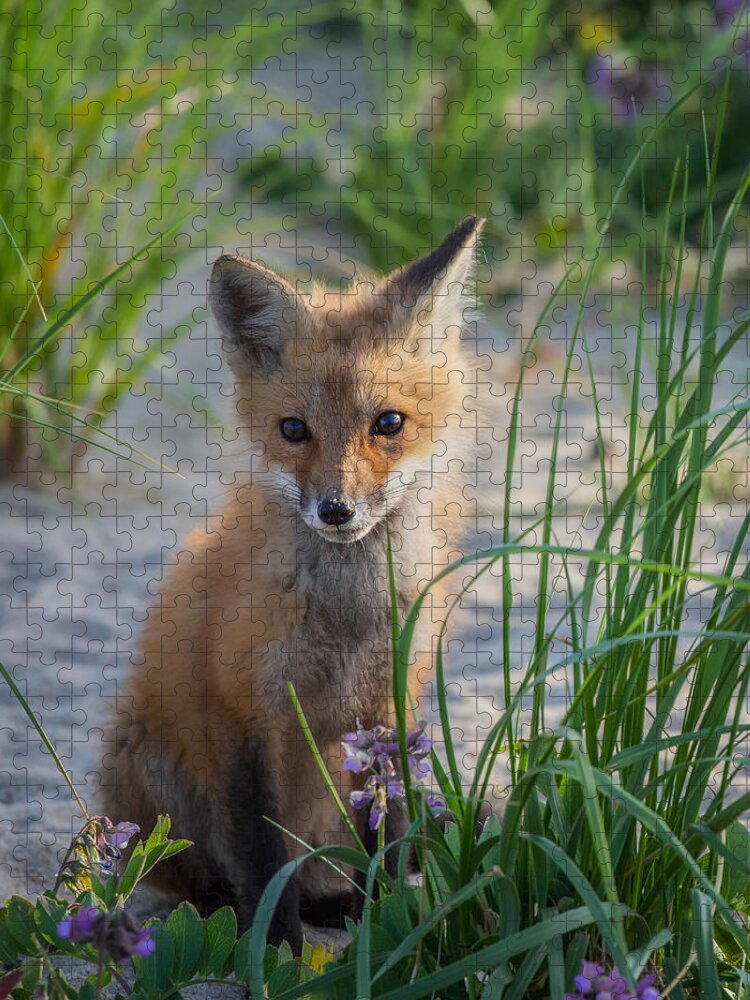 Red Fox Jigsaw Puzzle featuring the photograph Fox Kit by Bill Wakeley