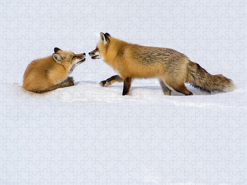 Grand Teton National Park Jigsaw Puzzle featuring the photograph Fox Love by Brenda Jacobs
