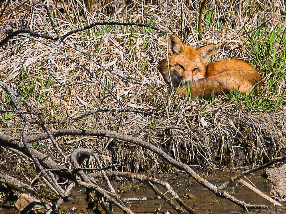 Heron Heaven Jigsaw Puzzle featuring the photograph Fox Napping by Ed Peterson
