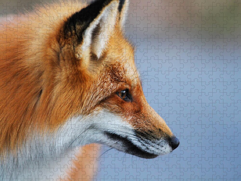 Animal Jigsaw Puzzle featuring the photograph Fox profile by Mircea Costina Photography