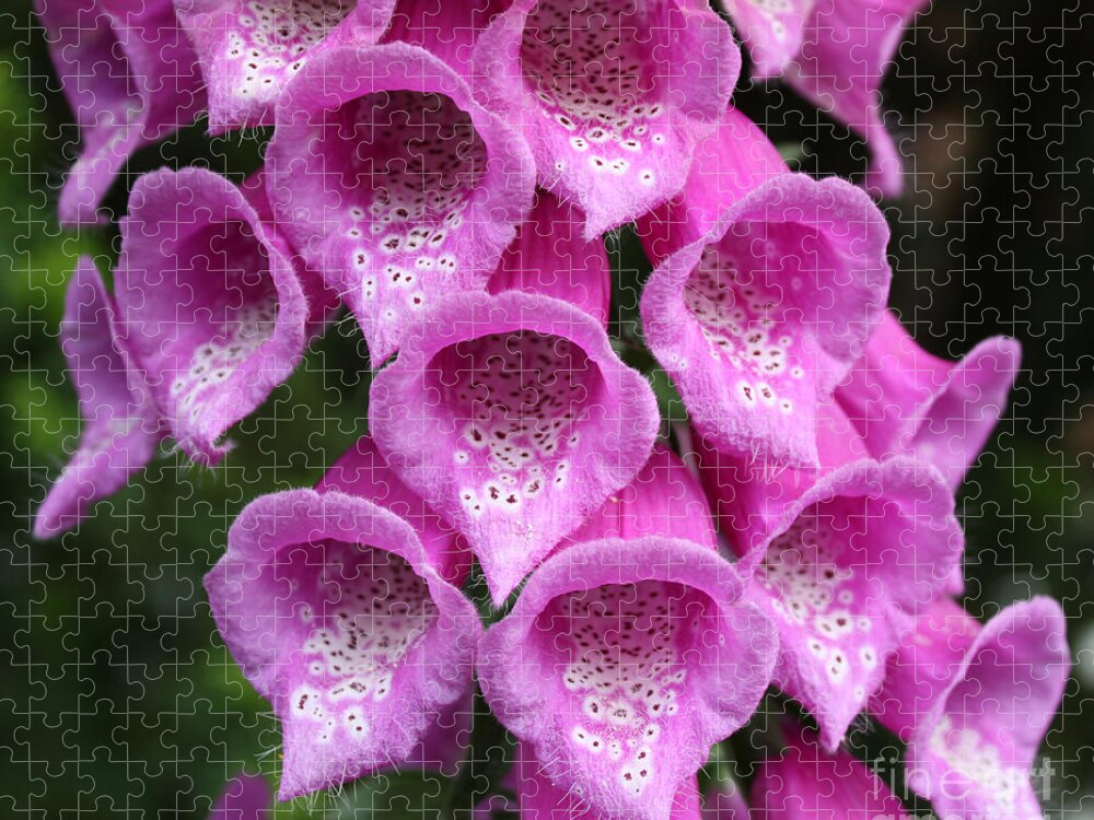 Flowers Jigsaw Puzzle featuring the photograph Foxglove by Edward R Wisell
