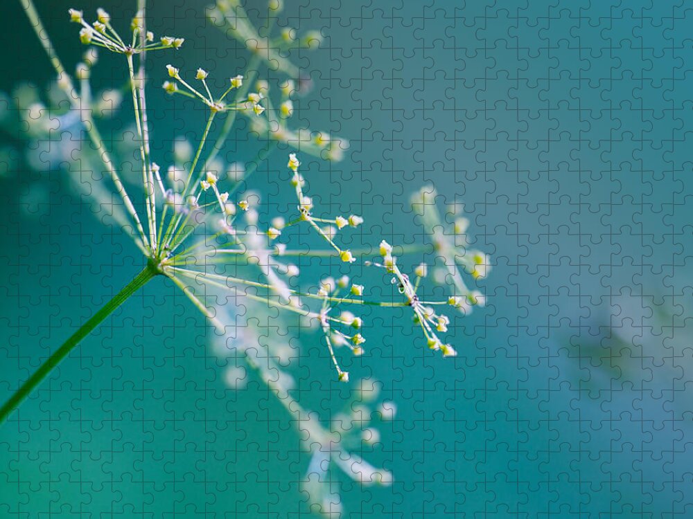 Dill Jigsaw Puzzle featuring the photograph Fragile Dill Umbels by Nailia Schwarz