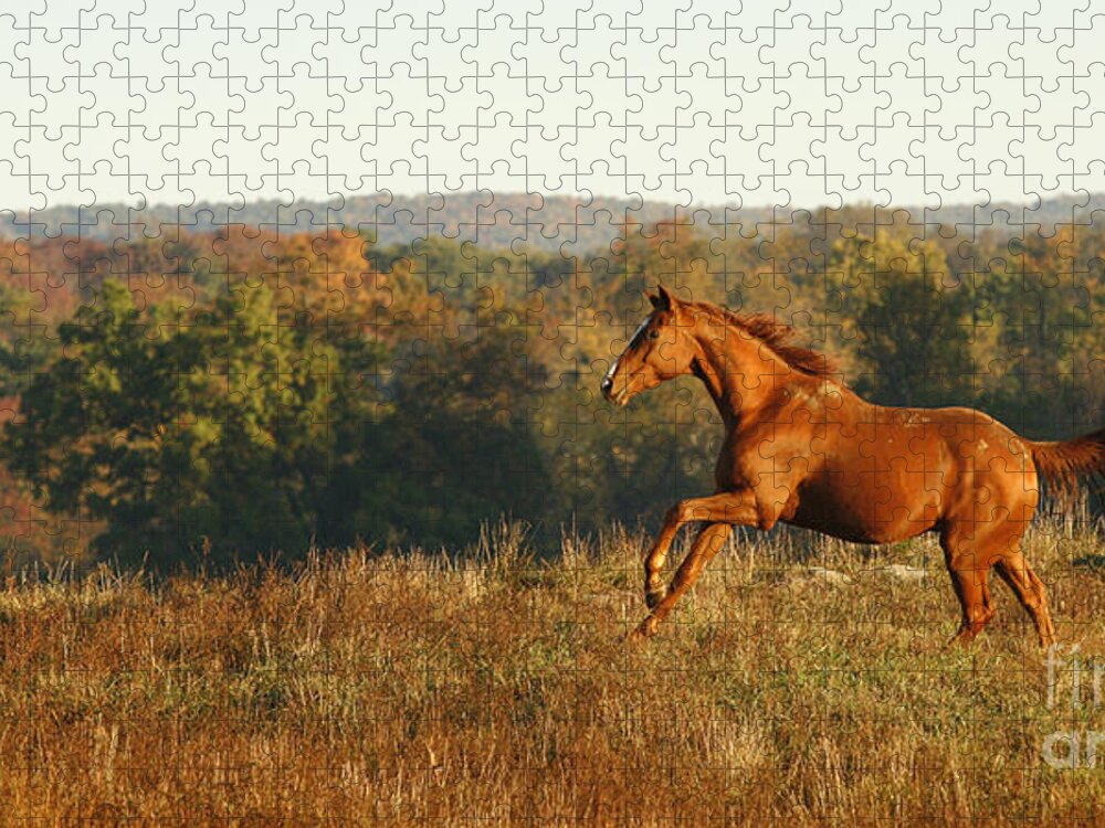 Horse Jigsaw Puzzle featuring the photograph Freedom in the Late Afternoon by Carol Lynn Coronios