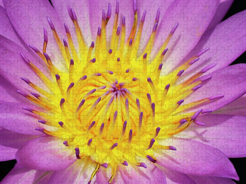 Water Lily Jigsaw Puzzle featuring the photograph Front and Center by Melanie Moraga