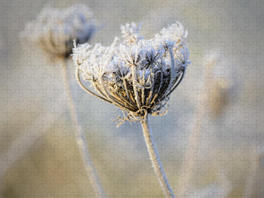 Queen Anne's Lace Jigsaw Puzzle featuring the photograph Frost Covered Queen Anne's Lace by Tamara Becker