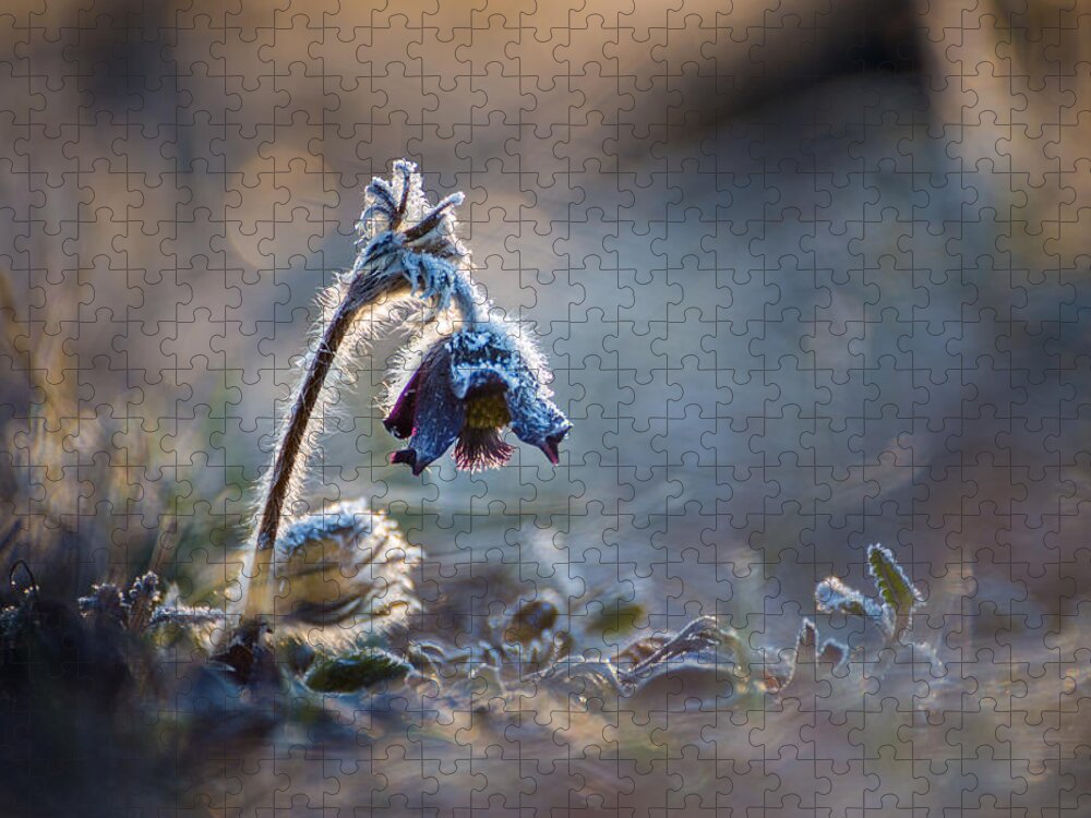 Flower Jigsaw Puzzle featuring the photograph Frosted beauty by Davorin Mance