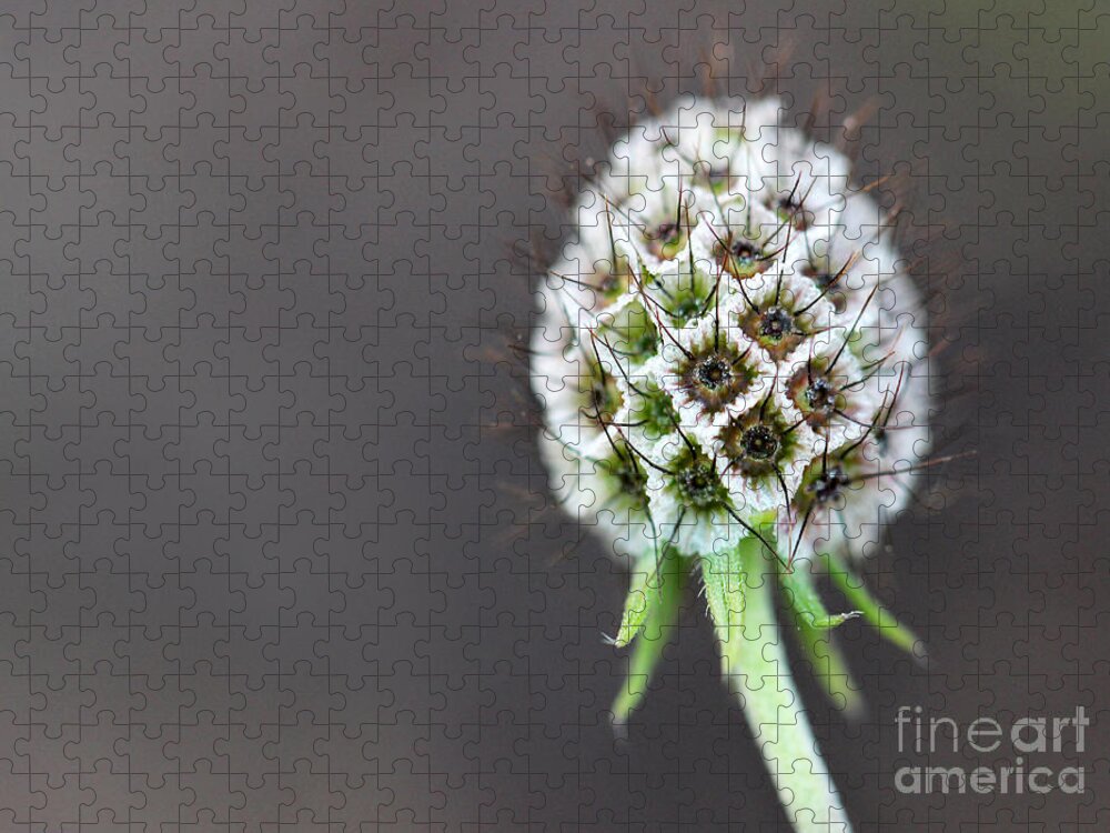 Abstract Jigsaw Puzzle featuring the photograph Frosted Seed Pod by Karen Adams