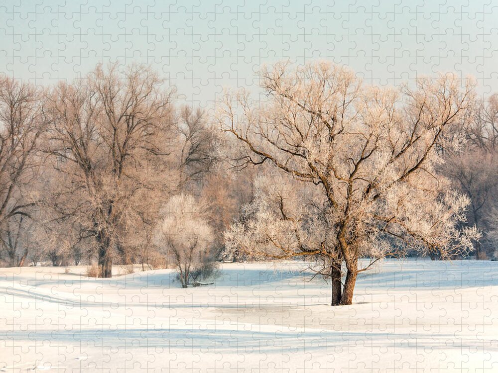 Frost Jigsaw Puzzle featuring the photograph Frosty Forest by Todd Klassy