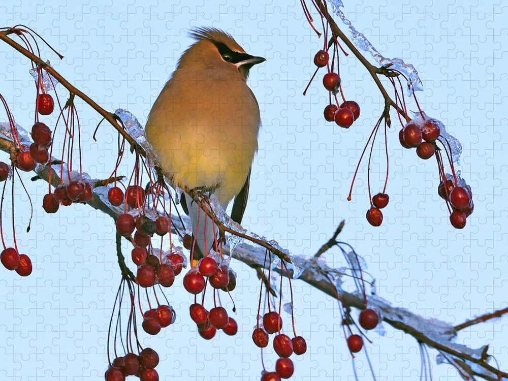 Cedar Waxwing Jigsaw Puzzle featuring the photograph Frozen Dinner by Tony Beck