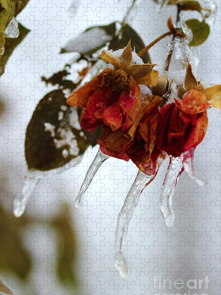 Rose Bush Jigsaw Puzzle featuring the painting Frozen Roses by Corey Ford