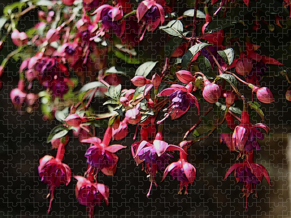 Canvas Print Jigsaw Puzzle featuring the photograph Fuchsia Blossoms by Yvonne Wright