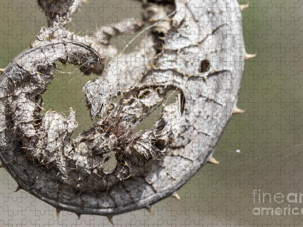 Animal Jigsaw Puzzle featuring the photograph Furrow Orb Weaver on a dry thisle leaf by Jivko Nakev