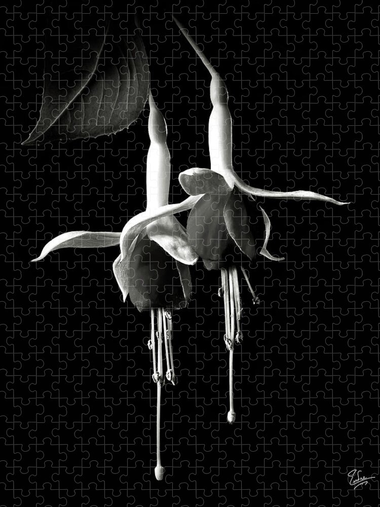 Flower Jigsaw Puzzle featuring the photograph Fuchsias in Black and White by Endre Balogh