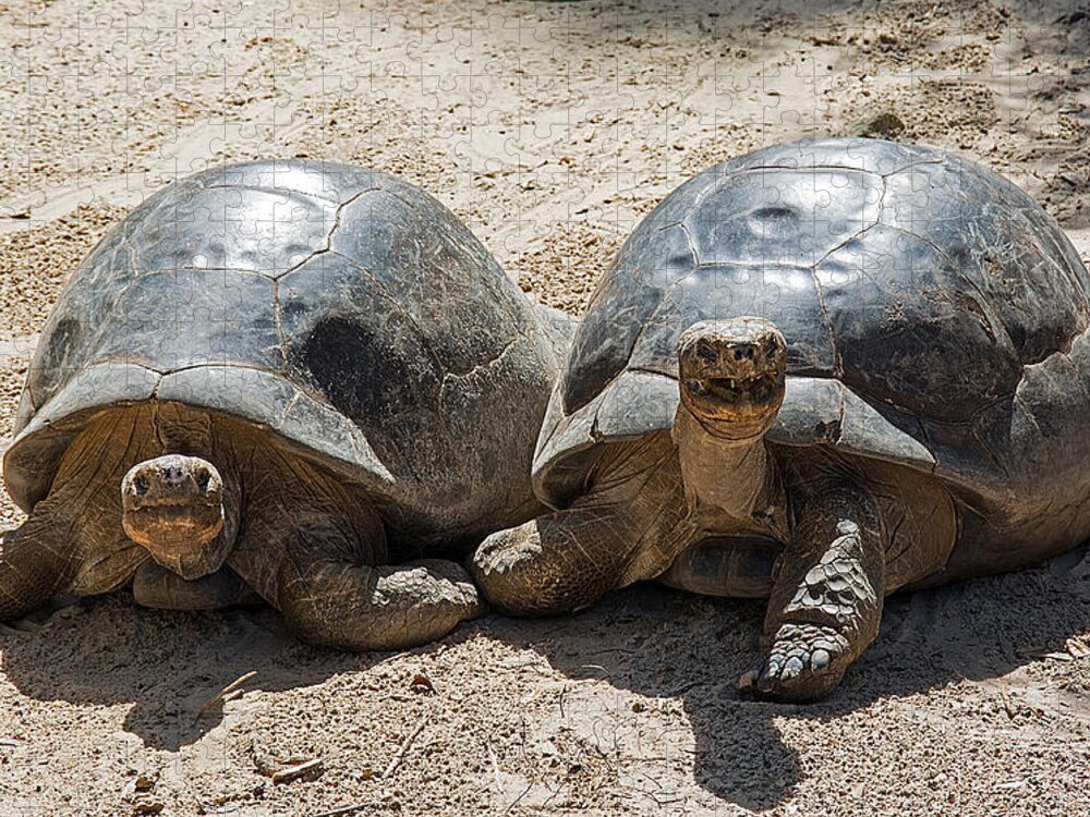 Wildlife Jigsaw Puzzle featuring the photograph Galapagos Tortoise Couple by Kenneth Albin