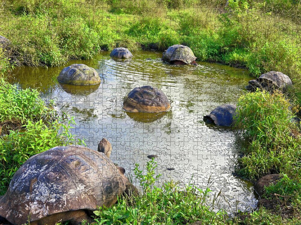 Galapagos Tortoises Jigsaw Puzzle featuring the photograph Galapagos Tortoises at the Pond by Sally Weigand