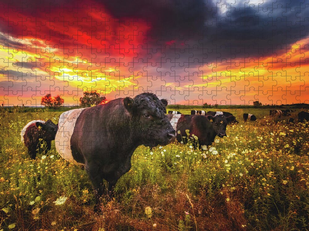 Worms Jigsaw Puzzle featuring the photograph Galloway Cattle during Sunset by Marc Braner