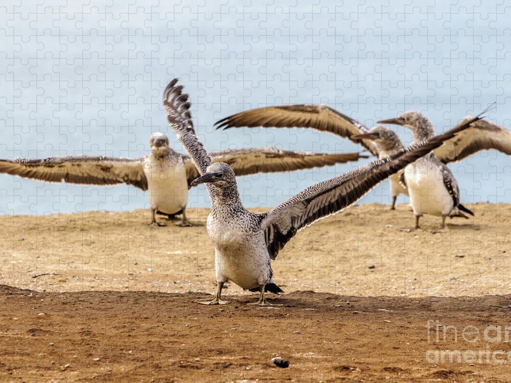 Gannet Jigsaw Puzzle featuring the photograph Gannet Chick 2 - Flying School by Werner Padarin