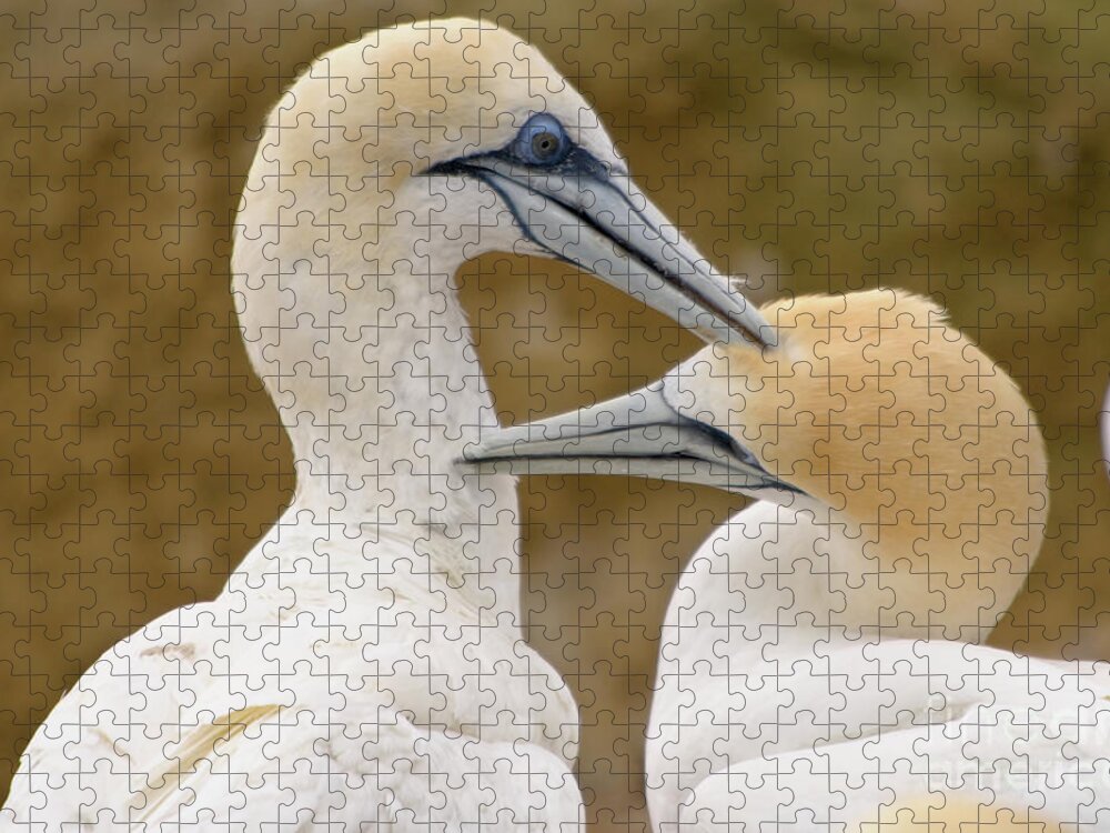 Gannet Jigsaw Puzzle featuring the photograph Gannet Pair 1 by Werner Padarin