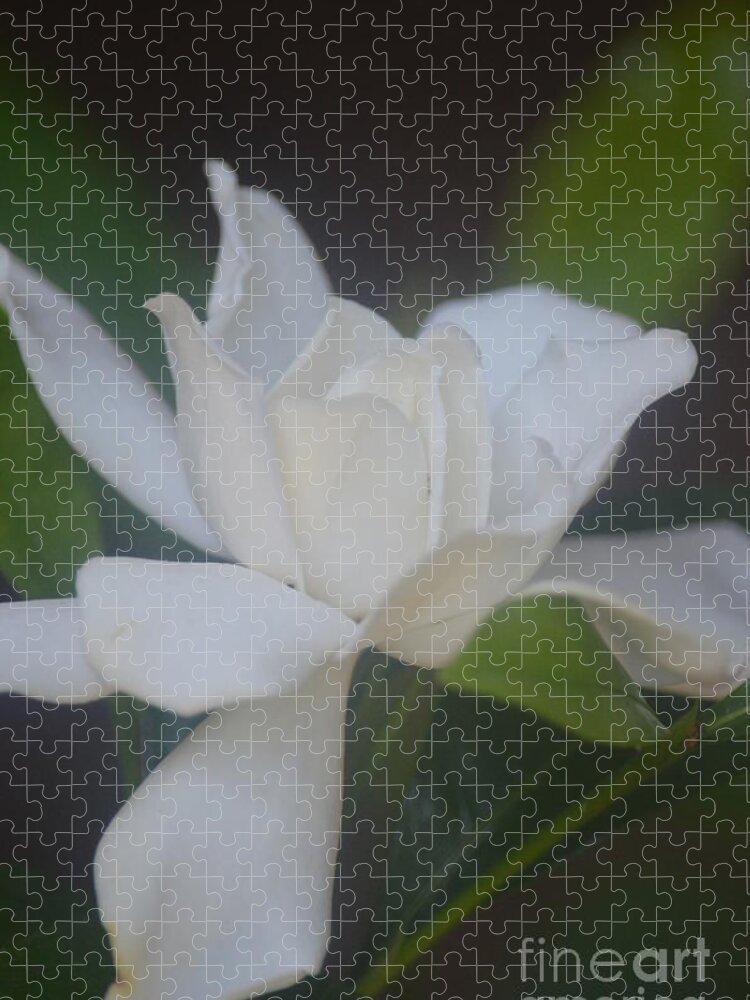 Gardenia Divine Jigsaw Puzzle featuring the photograph Gardenia Divine by Maria Urso
