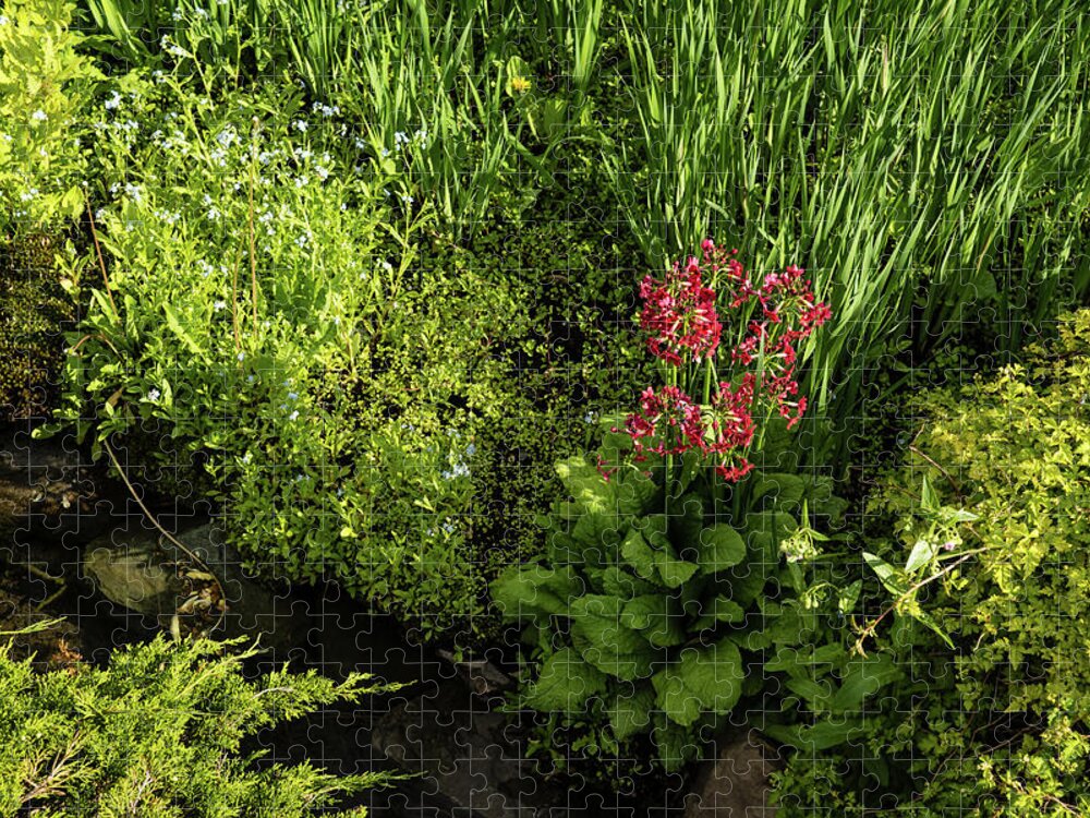 Georgia Mizuleva Jigsaw Puzzle featuring the photograph Gardening Delights - Miniature Creek with Red Primrose by Georgia Mizuleva