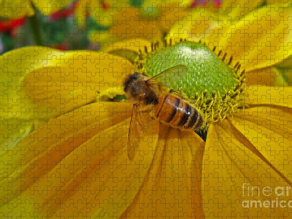 Honey Bee Jigsaw Puzzle featuring the photograph Gathering Nectar by Bel Menpes