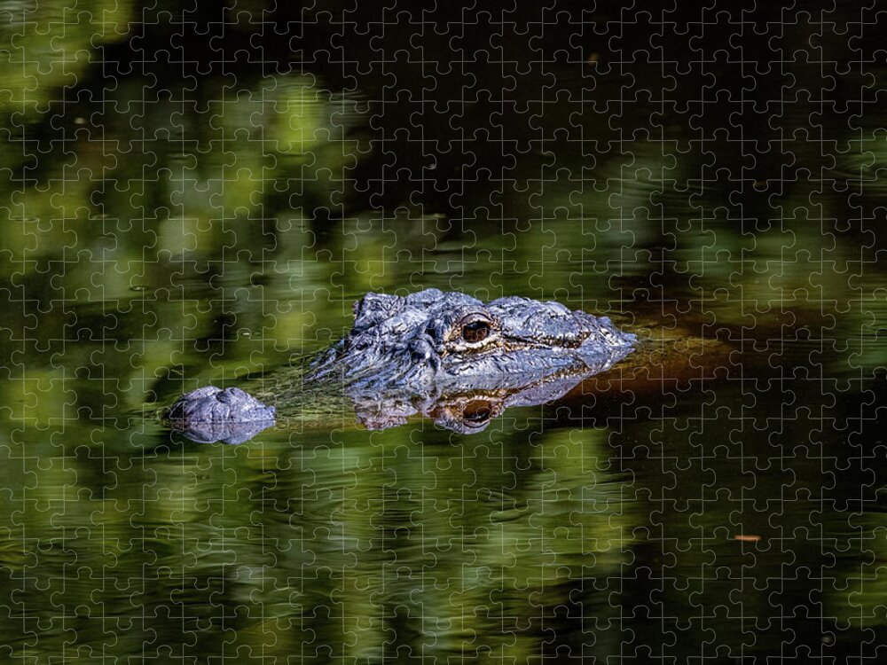 Alligator Jigsaw Puzzle featuring the photograph Gator Pond by JASawyer Imaging