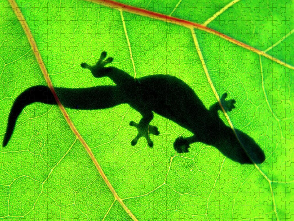 Green Jigsaw Puzzle featuring the photograph Green Gecko by Sean Davey