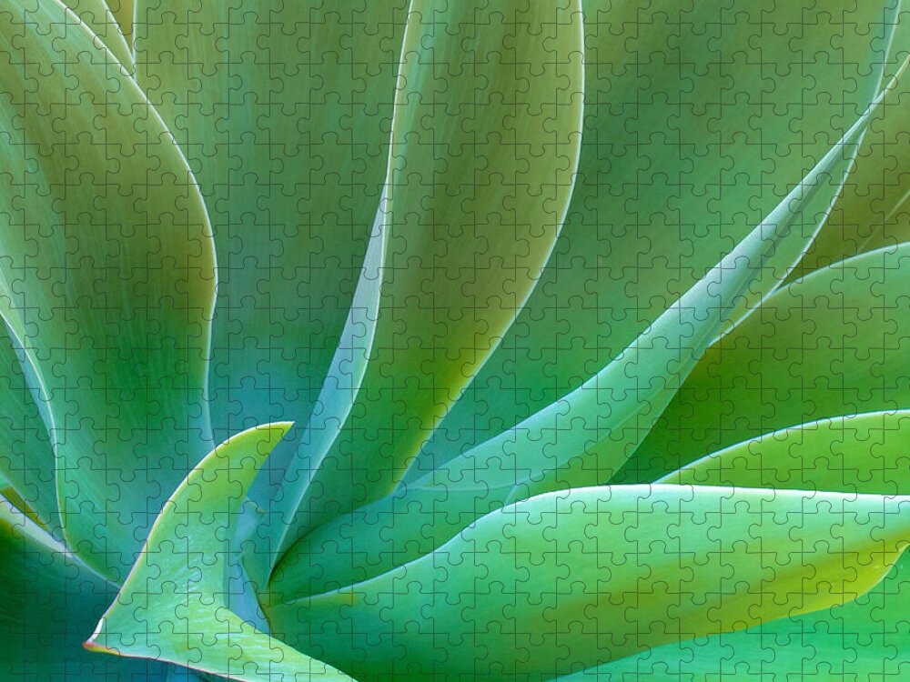Agave Jigsaw Puzzle featuring the photograph Gentle Curves of Agave attenuata by Ram Vasudev
