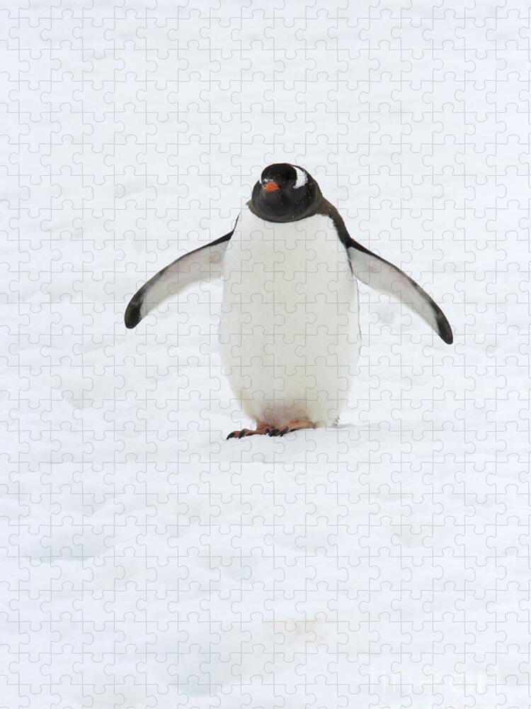 Neko Harbor Jigsaw Puzzle featuring the photograph Gentoo penguin walking in snow by Karen Foley
