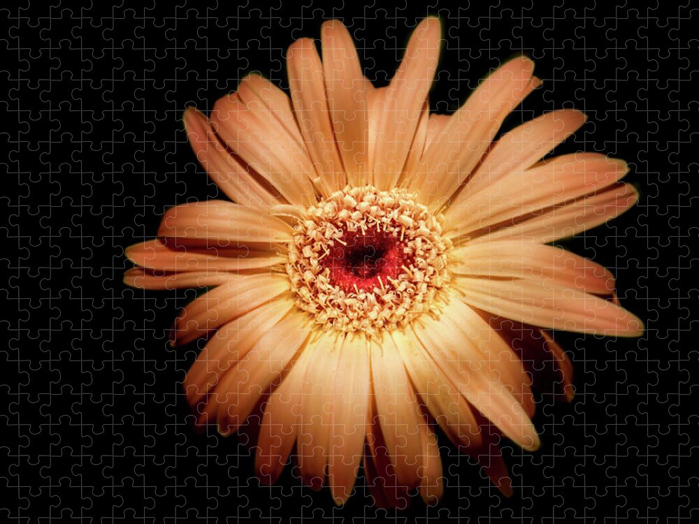 Photography Jigsaw Puzzle featuring the digital art Gerbera on Black by Terry Davis
