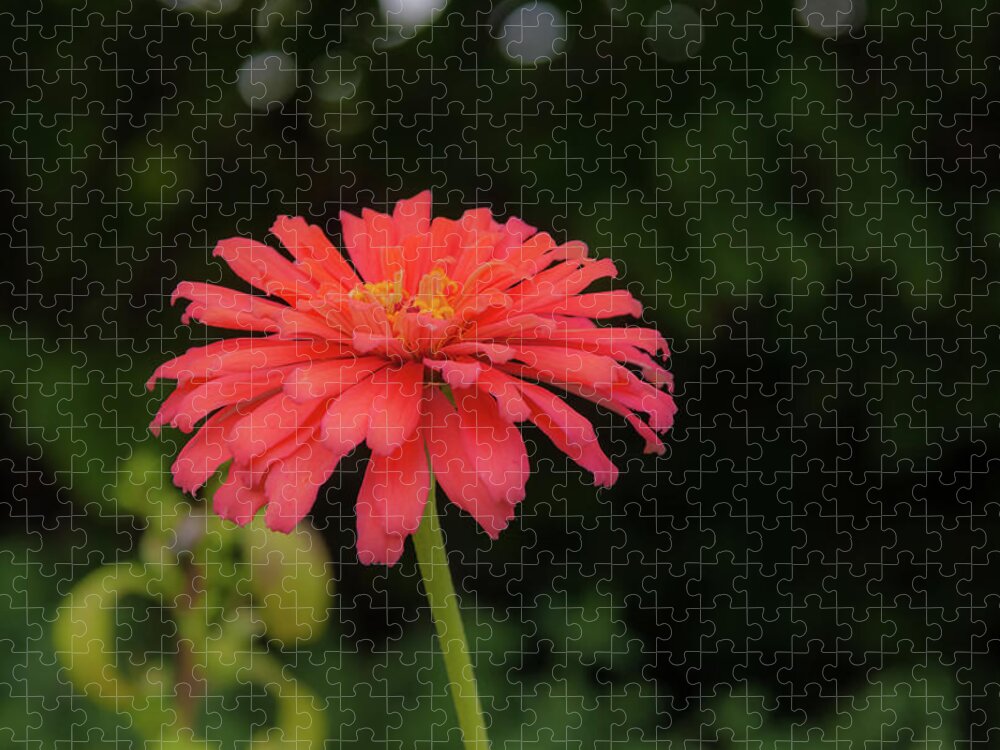 Flower Jigsaw Puzzle featuring the photograph Gerbera Daisy by Pamela Williams