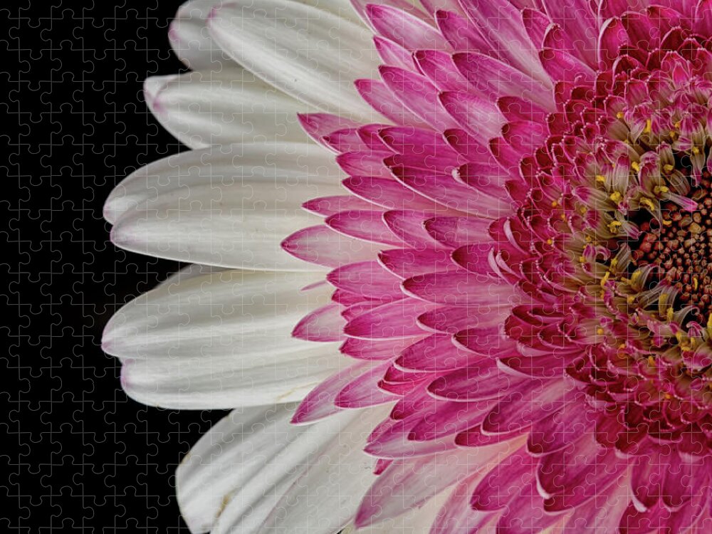 Flower Jigsaw Puzzle featuring the photograph Gerbera Flower by Catherine Reading