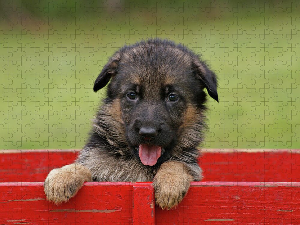 German Shepherd Jigsaw Puzzle featuring the photograph German Shepherd Puppy in a Wagon by Sandy Keeton