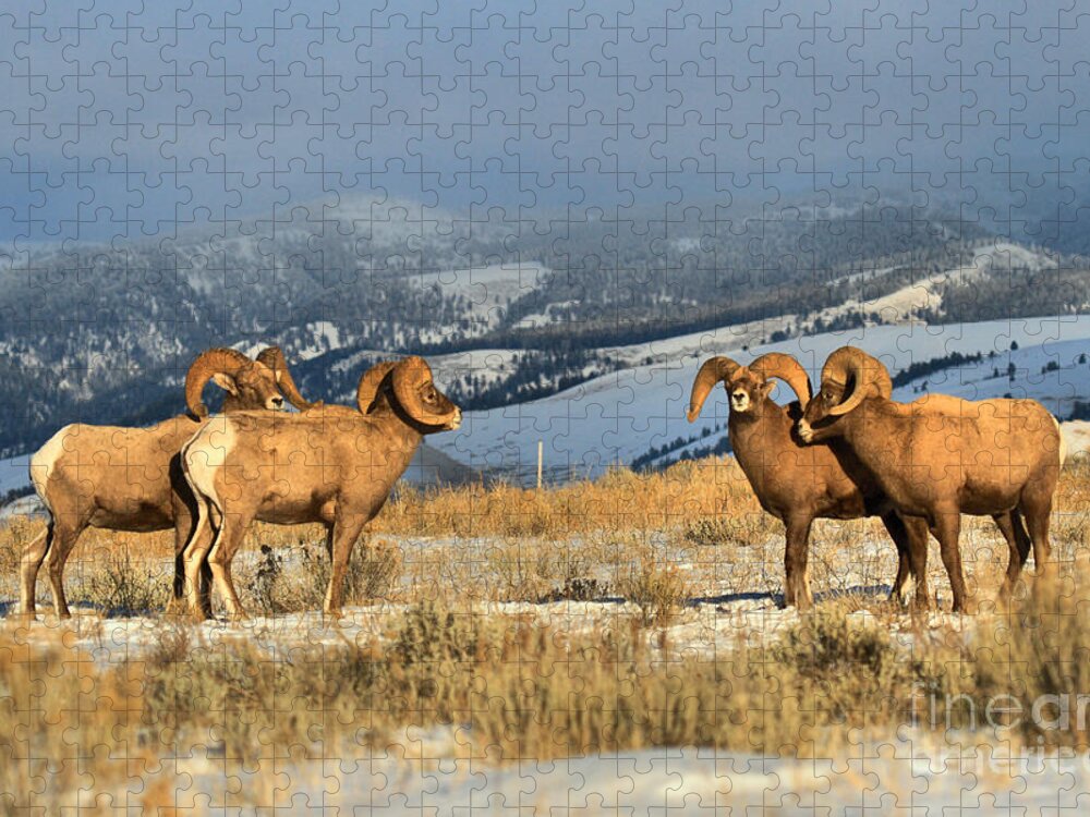 Bighorn Jigsaw Puzzle featuring the photograph Getting Ready For Battle by Adam Jewell