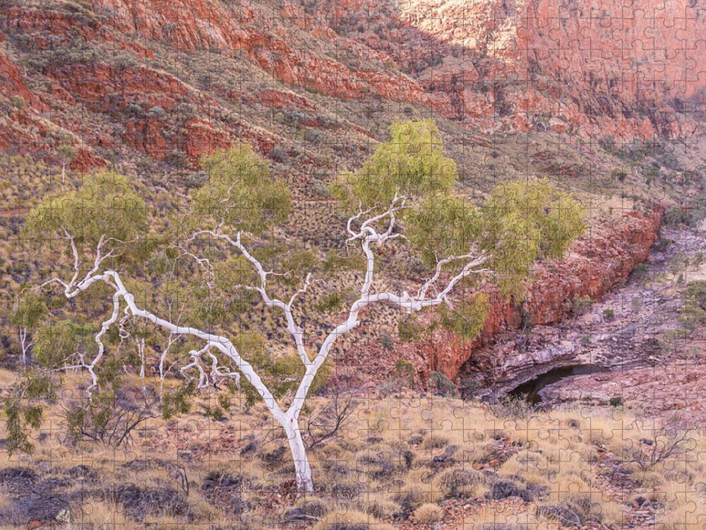 Gumtree Jigsaw Puzzle featuring the photograph Ghost Gum by Racheal Christian