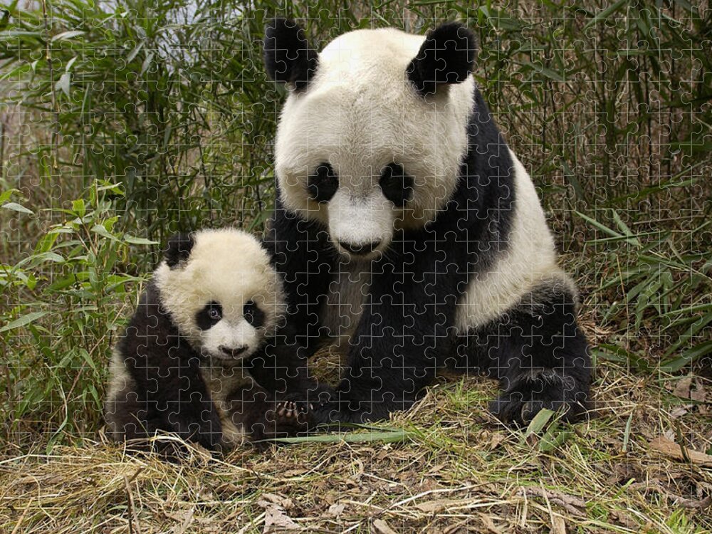 Mp Jigsaw Puzzle featuring the photograph Giant Panda Ailuropoda Melanoleuca by Katherine Feng