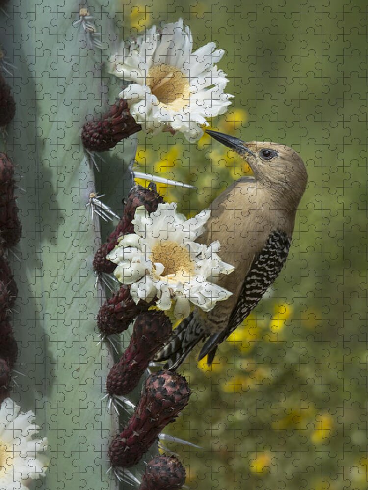 Gila Woodpecker Jigsaw Puzzle featuring the photograph Gila Woodpecker on Cactus by Saija Lehtonen